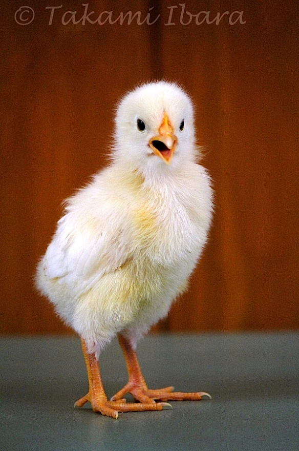 20150325-chick-1-2